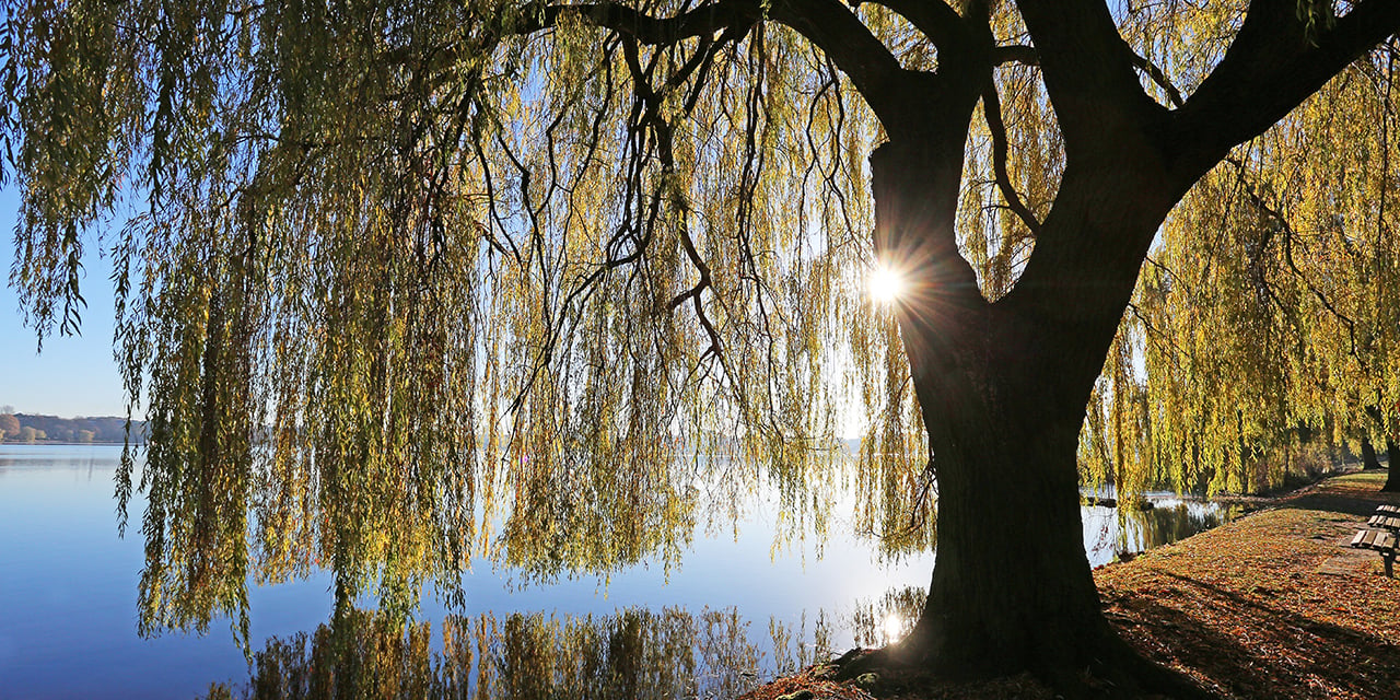 Tree on the bank of a lake at sunrise.