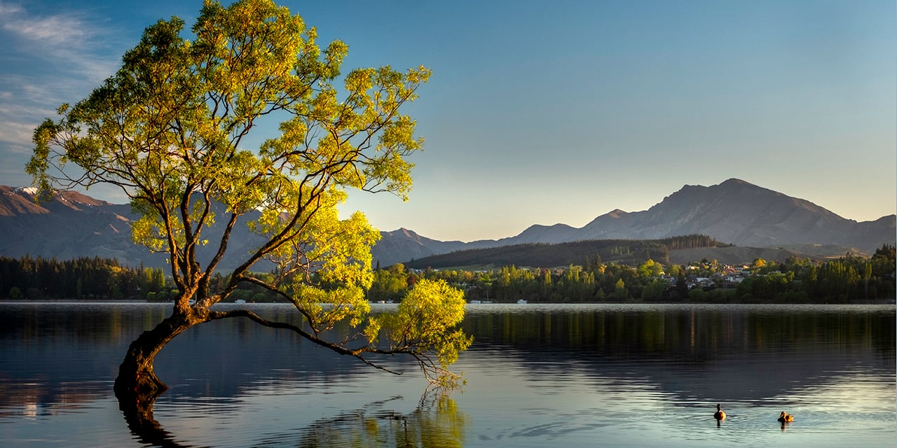 Tree in lake with mountains in the background.