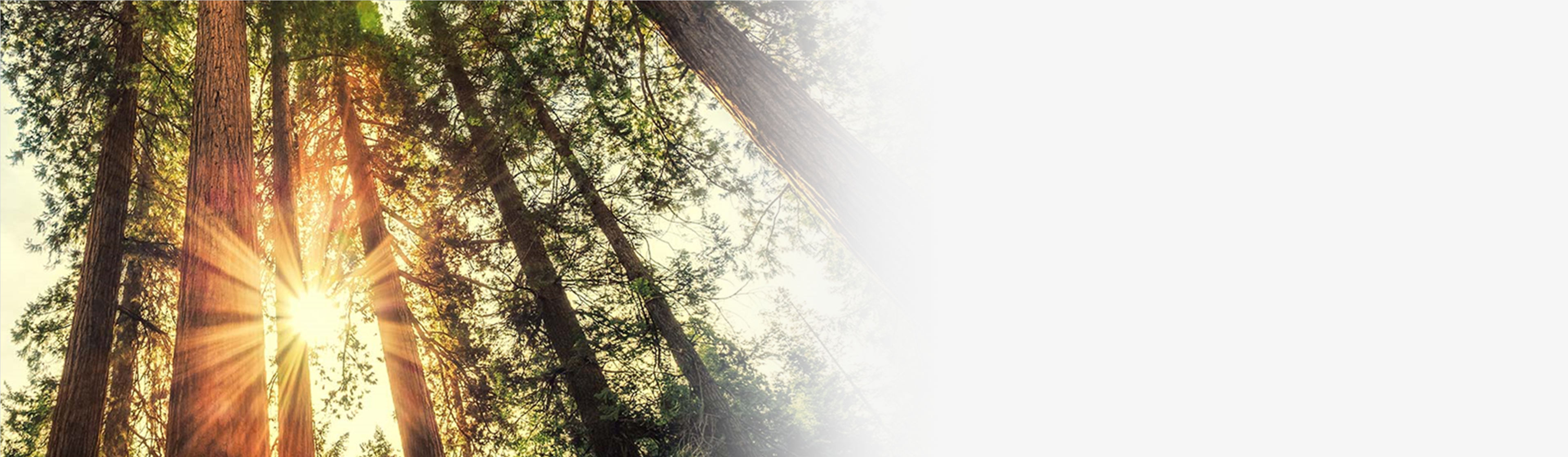 Sequoias with setting sun