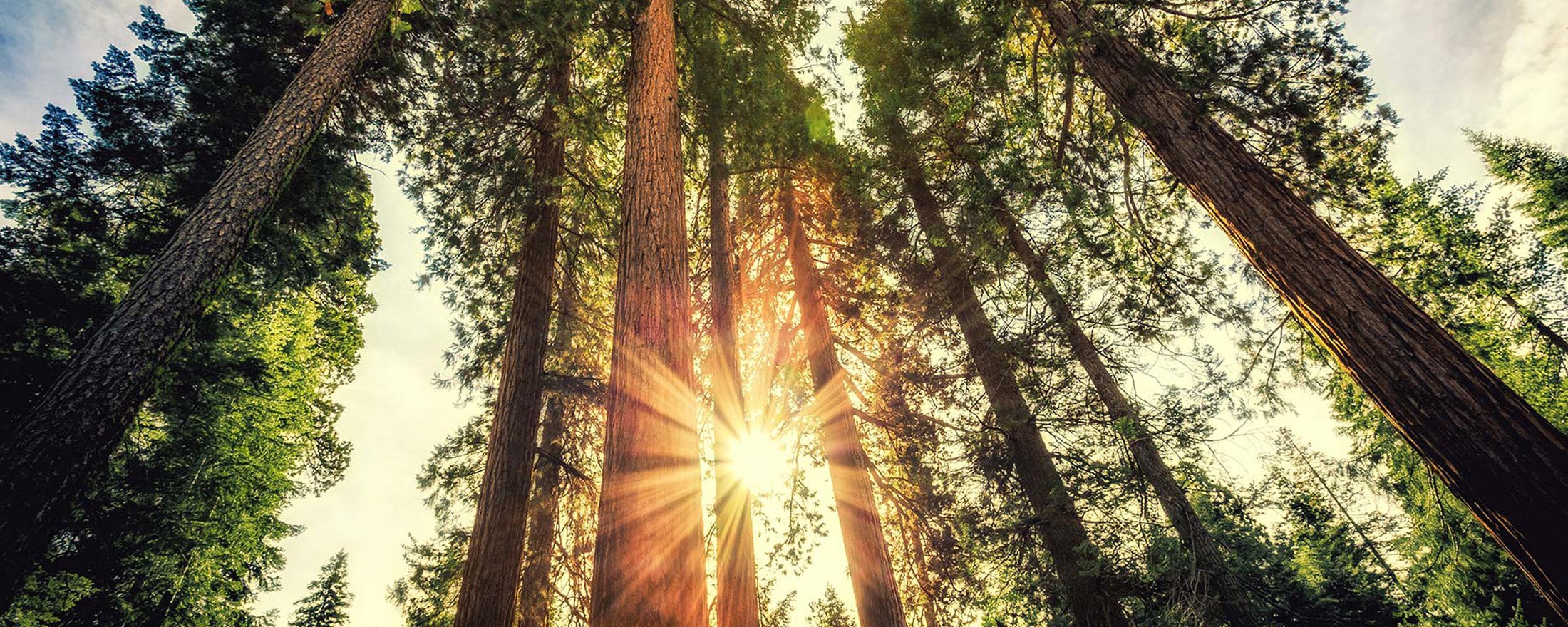 Forest filled with Sequoias at sunrise.