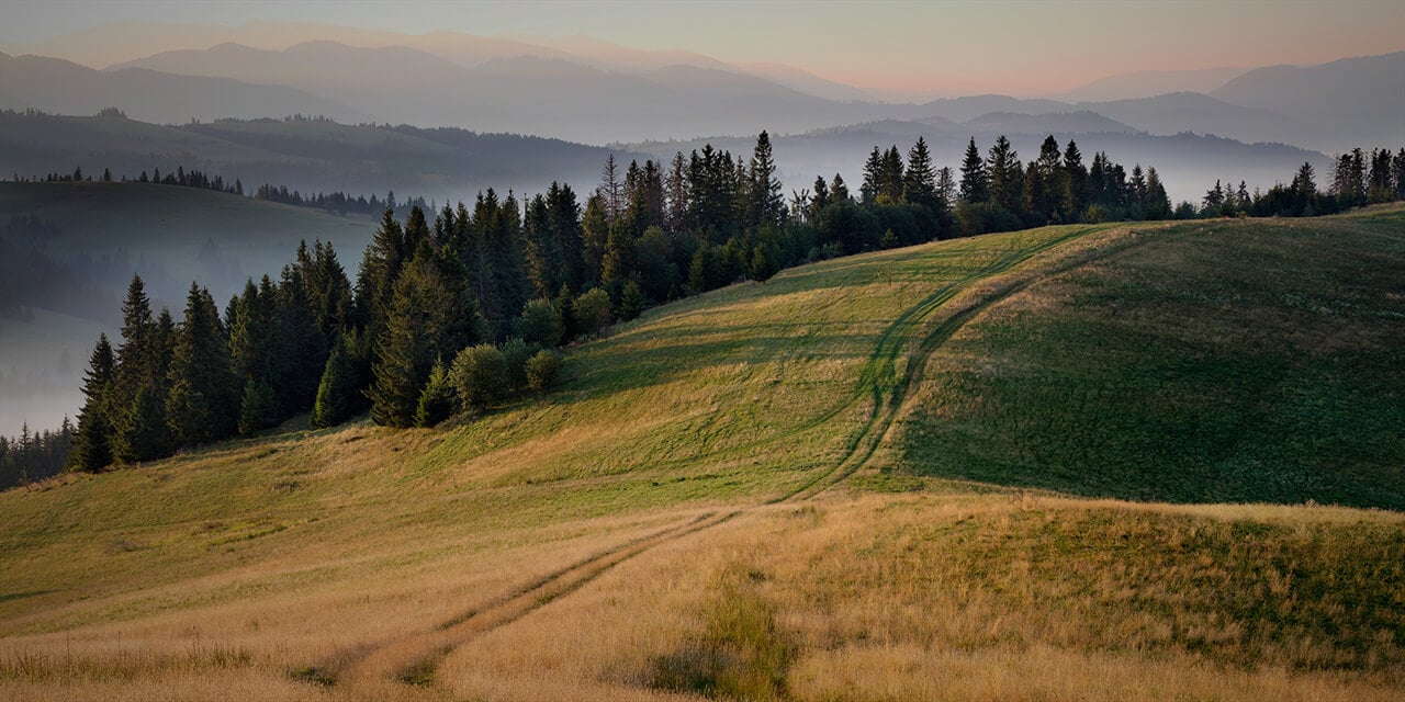 Grassy hill with evergreen trees and imprints of a vehicle path