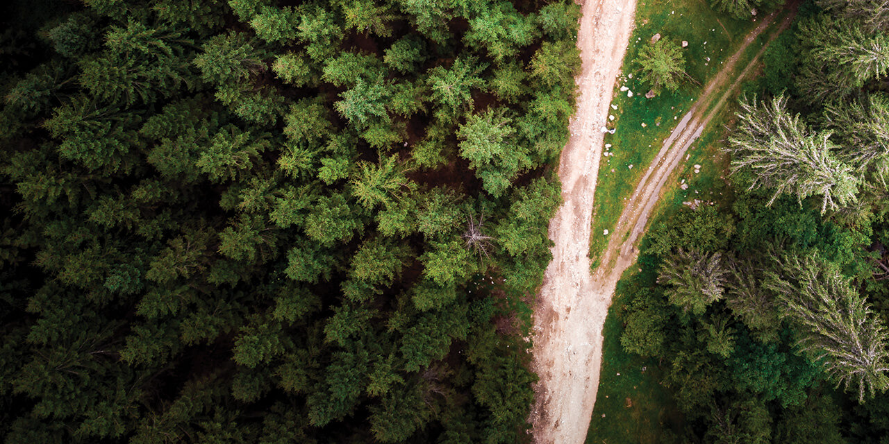 Aerial shot of a divided gravel road running through a thick forest