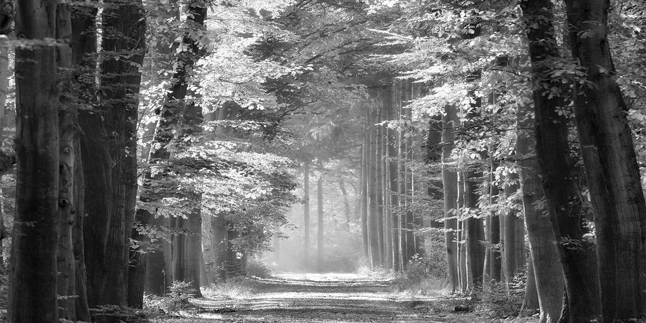 Black and white photo of a path through a thick forest with trees on either side