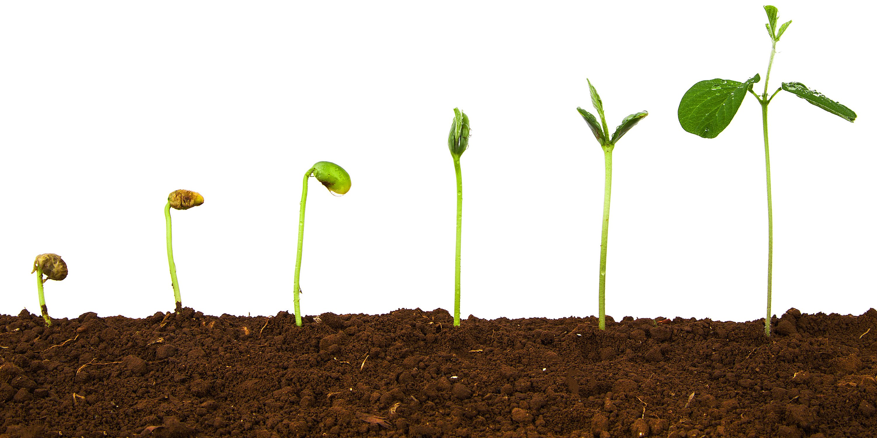 Image showing the progression of a seed growing into a sprout
