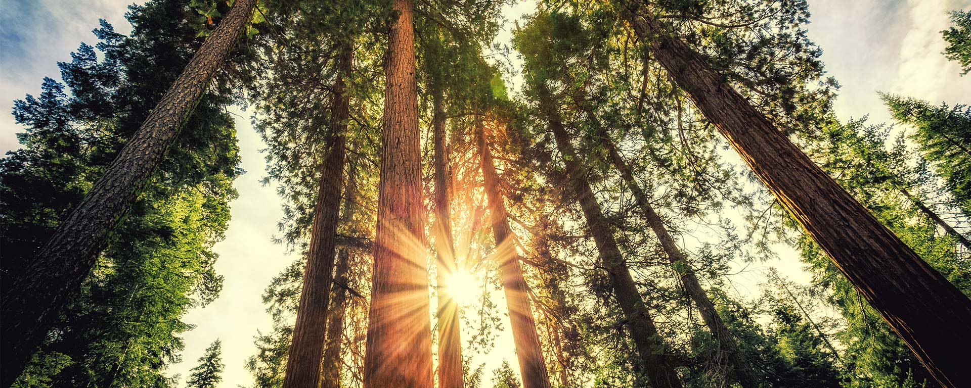View from the ground of tall trees and the sun.