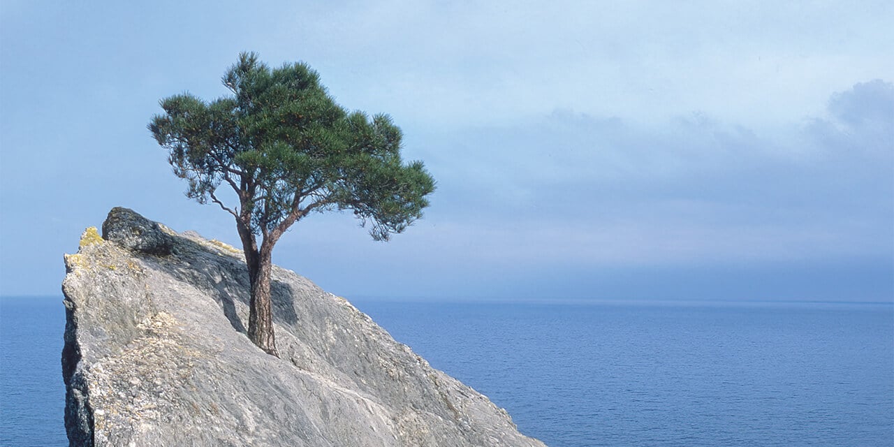 A lone tree growing out of the surface of a rock overlooking the ocean
