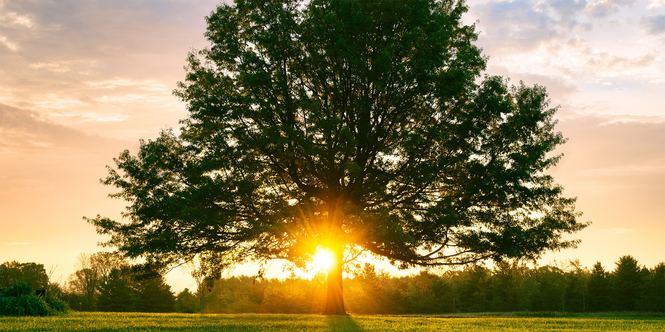 A lone tree in a grassy field in silhouette against a sunset 