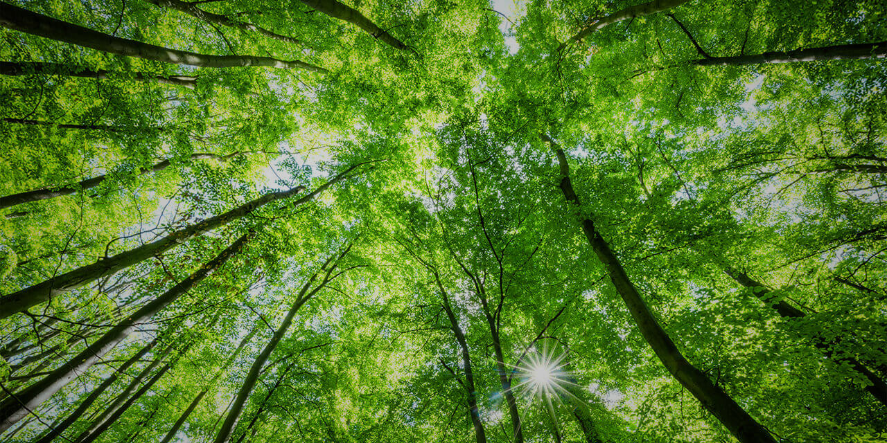 Low-angled photograph looking up at a circle of trees in a forest 