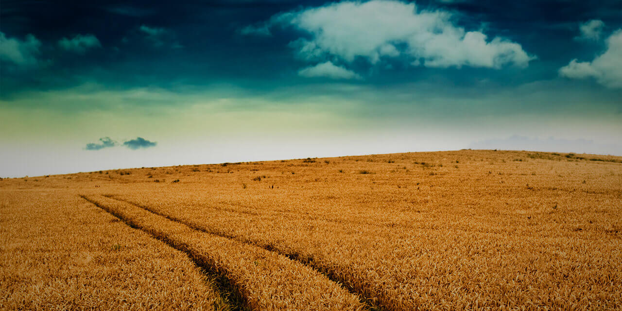 Image of a grassy field with two distinct vehicle tracks extending into the horizon