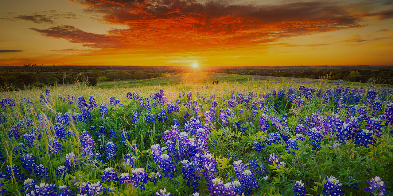 Photograph of a field of purple flowers against a golden sunset