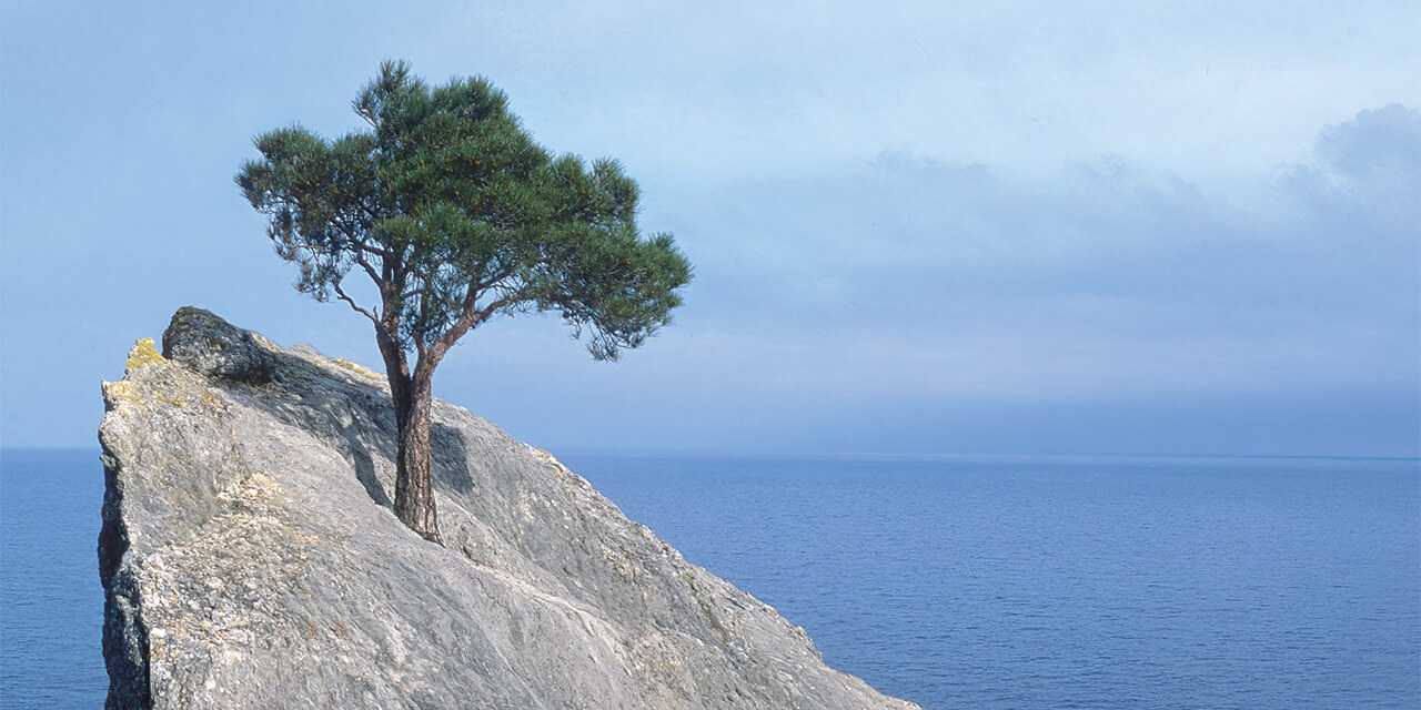 A tree growing in a rockface with the ocean in the background